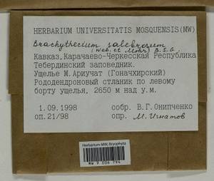 Brachythecium salebrosum (Hoffm. ex F. Weber & D. Mohr) Schimp., Bryophytes, Bryophytes - North Caucasus & Ciscaucasia (B12) (Russia)