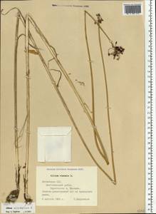 Allium scorodoprasum L., Eastern Europe, Latvia (E2b) (Latvia)