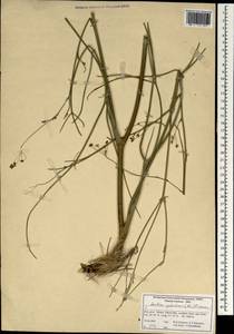 Leutea petiolaris (DC.) Pimenov, South Asia, South Asia (Asia outside ex-Soviet states and Mongolia) (ASIA) (Iran)