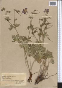 Geranium himalayense Klotzsch in Klotzsch & Garcke, Middle Asia, Pamir & Pamiro-Alai (M2) (Tajikistan)