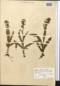 Anacamptis palustris (Jacq.) R.M.Bateman, Pridgeon & M.W.Chase, Middle Asia, Pamir & Pamiro-Alai (M2) (Kyrgyzstan)
