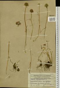 Allium schoenoprasum L., Siberia, Western (Kazakhstan) Altai Mountains (S2a) (Kazakhstan)