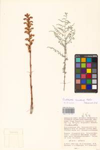 Orobanche cumana Wallr., Eastern Europe, Lower Volga region (E9) (Russia)