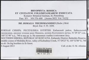 Homalia trichomanoides (Hedw.) Brid., Bryophytes, Bryophytes - Baikal & Transbaikal regions (B18) (Russia)