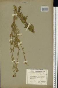 Silene dichotoma Ehrh., Eastern Europe, North Ukrainian region (E11) (Ukraine)