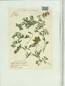 Vicia macrantha Jurtzev, Siberia, Russian Far East (S6) (Russia)