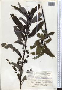 Salix caucasica N. J. Anderss., Caucasus, Dagestan (K2) (Russia)