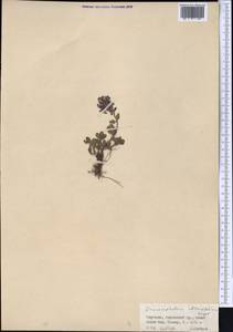 Dracocephalum oblongifolium Regel, Middle Asia, Northern & Central Tian Shan (M4) (Kyrgyzstan)