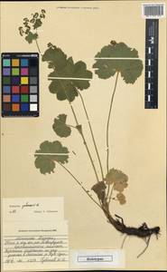 Alchemilla gubanovii V. N. Tikhom., Mongolia (MONG) (Mongolia)