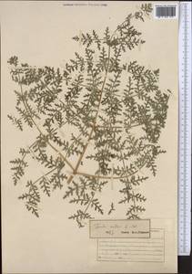 Ferula kelleri Koso-Pol., Middle Asia, Northern & Central Tian Shan (M4) (Kyrgyzstan)