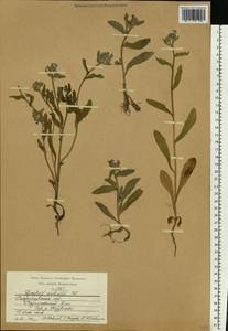 Lycopsis arvensis L., Eastern Europe, Central region (E4) (Russia)