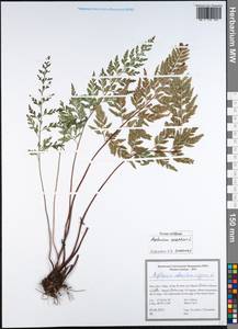 Asplenium onopteris L., South Asia, South Asia (Asia outside ex-Soviet states and Mongolia) (ASIA) (Iran)