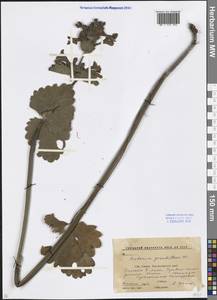 Betonica macrantha K.Koch, Caucasus, Stavropol Krai, Karachay-Cherkessia & Kabardino-Balkaria (K1b) (Russia)