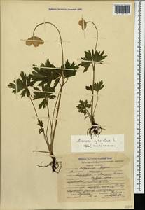 Anemone sylvestris L., Caucasus, Stavropol Krai, Karachay-Cherkessia & Kabardino-Balkaria (K1b) (Russia)