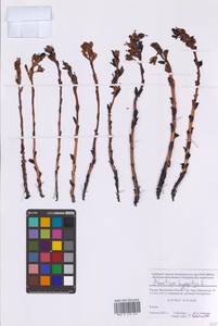 Hypopitys monotropa Crantz, Eastern Europe, Moscow region (E4a) (Russia)