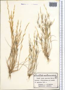 Aristida adscensionis L., Middle Asia, Western Tian Shan & Karatau (M3) (Tajikistan)