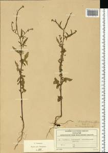 Sisymbrium officinale (L.) Scop., Eastern Europe, Moscow region (E4a) (Russia)