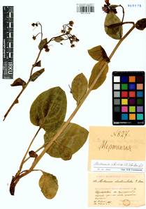 Mertensia sibirica (L.) G. Don, Siberia, Baikal & Transbaikal region (S4) (Russia)