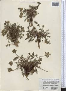 Dimorphosciadium gayoides (Regel & Schmalh.) Pimenov, Middle Asia, Western Tian Shan & Karatau (M3) (Uzbekistan)