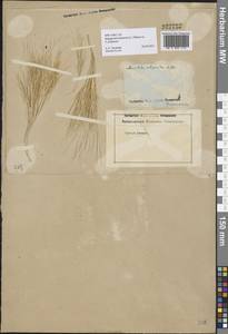 Stipagrostis plumosa (L.) Munro ex T.Anderson, Middle Asia, Karakum (M6) (Turkmenistan)