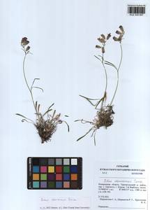 Silene chamarensis Turcz., Siberia, Altai & Sayany Mountains (S2) (Russia)