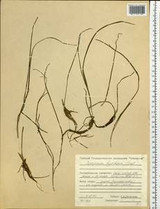 Sparganium hyperboreum Laest. ex Beurl., Siberia, Central Siberia (S3) (Russia)