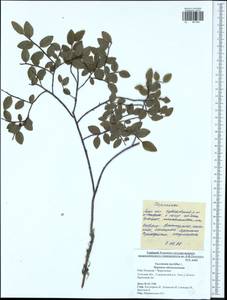 Vaccinium myrtillus L., Eastern Europe, Central region (E4) (Russia)