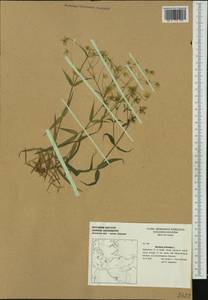 Rabelera holostea (L.) M. T. Sharples & E. A. Tripp, Western Europe (EUR) (Germany)