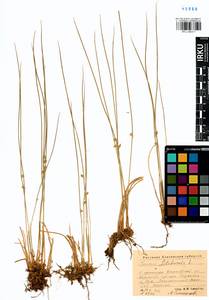 Juncus filiformis L., Siberia, Altai & Sayany Mountains (S2) (Russia)