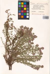 MHA 0 157 278, Thymus pallasianus Heinr.Braun, Eastern Europe, Lower Volga region (E9) (Russia)