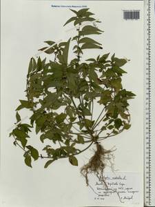 Acalypha australis L., Eastern Europe, Moscow region (E4a) (Russia)