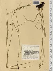 Juncus alpinoarticulatus subsp. rariflorus (Hartm.) Holub, Eastern Europe, Northern region (E1) (Russia)