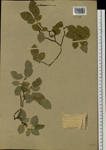 Salix pyrolifolia Ledeb., Siberia, Yakutia (S5) (Russia)