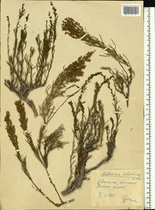 Artemisia salsoloides Willd., Eastern Europe, Lower Volga region (E9) (Russia)