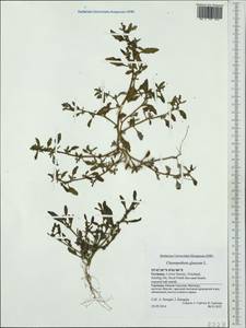 Oxybasis glauca (L.) S. Fuentes, Uotila & Borsch, Western Europe (EUR) (Germany)