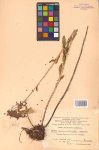 Hylotelephium telephium (L.) H.Ohba, Eastern Europe, Eastern region (E10) (Russia)