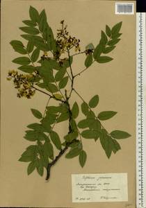 Styphnolobium japonicum (L.)Schott, Eastern Europe, West Ukrainian region (E13) (Ukraine)