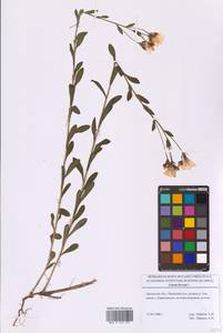 Linum flavum L., Eastern Europe, Central forest-and-steppe region (E6) (Russia)