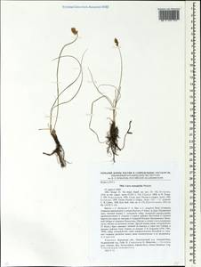 Carex stenophylla Wahlenb., Eastern Europe, South Ukrainian region (E12) (Ukraine)