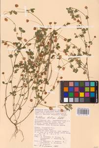 Trifolium dubium Sibth., Eastern Europe, Lower Volga region (E9) (Russia)