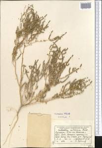 Nitrosalsola nitraria (Pall.) Tzvelev, Middle Asia, Syr-Darian deserts & Kyzylkum (M7) (Kazakhstan)