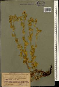 Potentilla pedata Willd., Caucasus, Azerbaijan (K6) (Azerbaijan)