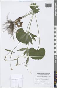 Ranunculus cassubicus L., Eastern Europe, Central region (E4) (Russia)