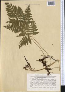 Gymnocarpium robertianum (Hoffm.) Newman, Western Europe (EUR) (Romania)