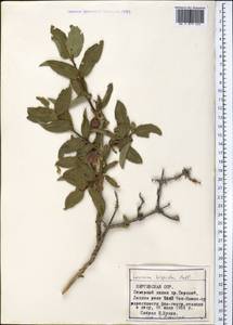 Lonicera hispida Pall. ex Schult., Middle Asia, Northern & Central Tian Shan (M4) (Kyrgyzstan)