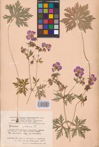 Geranium pratense L., Eastern Europe, Lithuania (E2a) (Lithuania)