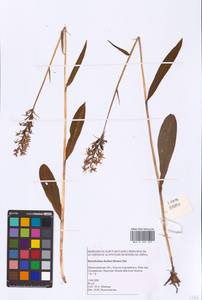 Dactylorhiza maculata subsp. fuchsii (Druce) Hyl., Eastern Europe, North-Western region (E2) (Russia)