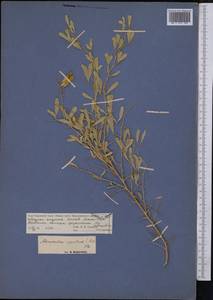 Ammodendron bifolium (Pall.)Yakovlev, Middle Asia, Muyunkumy, Balkhash & Betpak-Dala (M9) (Kazakhstan)