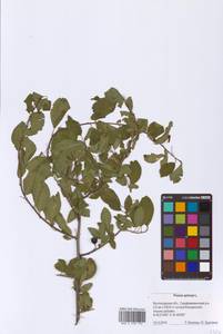 Prunus spinosa L., Eastern Europe, Lower Volga region (E9) (Russia)