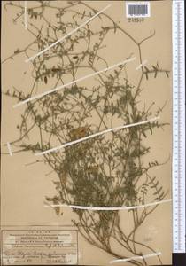 Vicia kokanica Regel & Schmalh., Middle Asia, Western Tian Shan & Karatau (M3) (Kazakhstan)